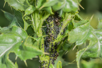Kalk von Otterbein zur Bek&auml;mpfung von Parasiten auf Pflanzen