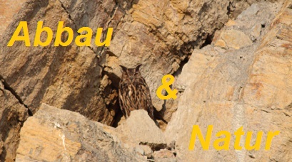 Kalk&shy;stein&shy;abbau und Natur